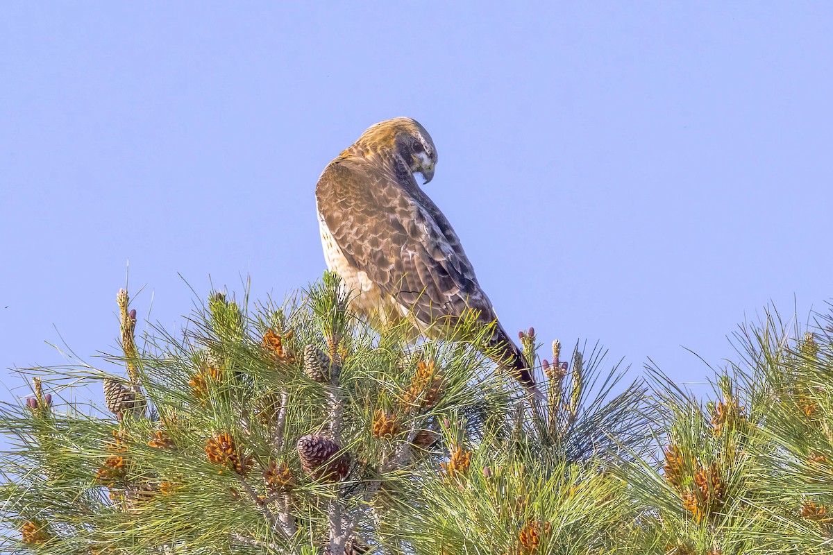 Red-tailed Hawk (calurus/alascensis) - ML618099265