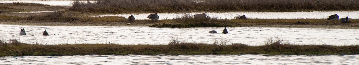 Green-winged Teal - ML618099300