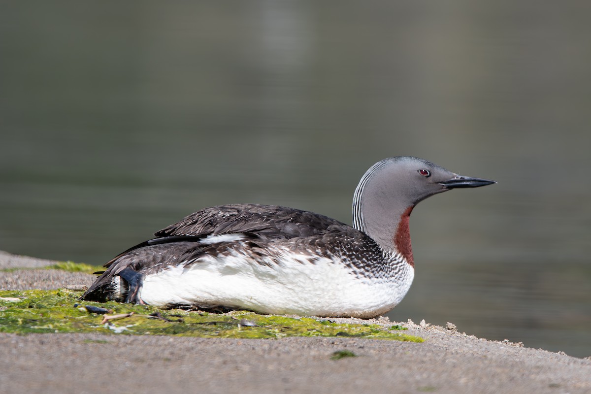 Red-throated Loon - ML618099320