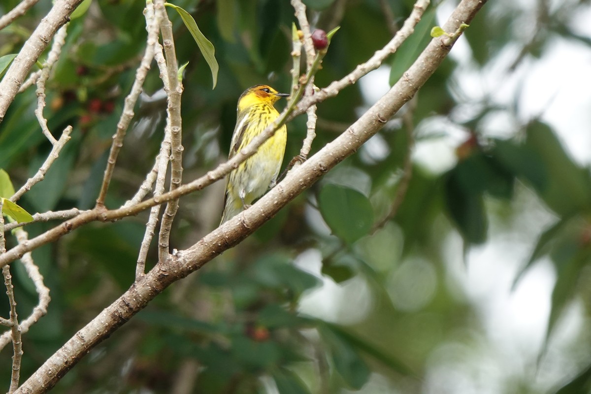 Cape May Warbler - ML618099356