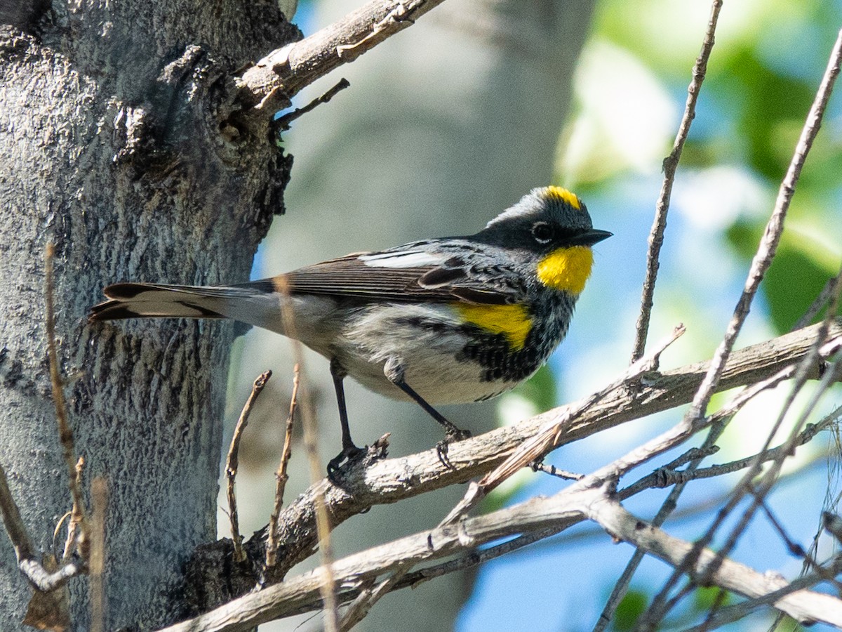 Yellow-rumped Warbler (Audubon's) - ML618099362