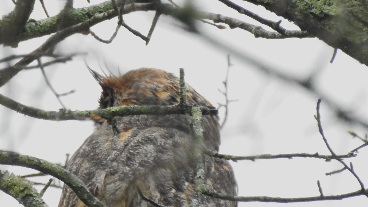 Great Horned Owl - ML618099400