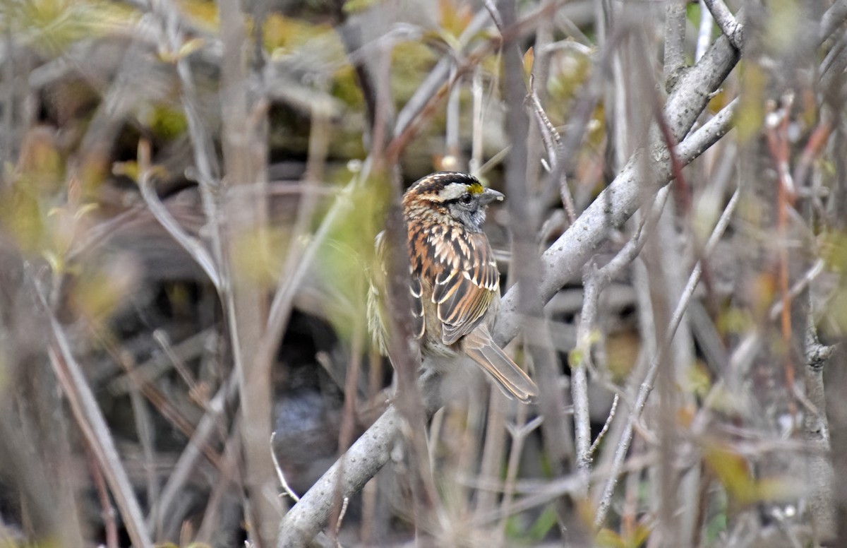 White-throated Sparrow - ML618099438