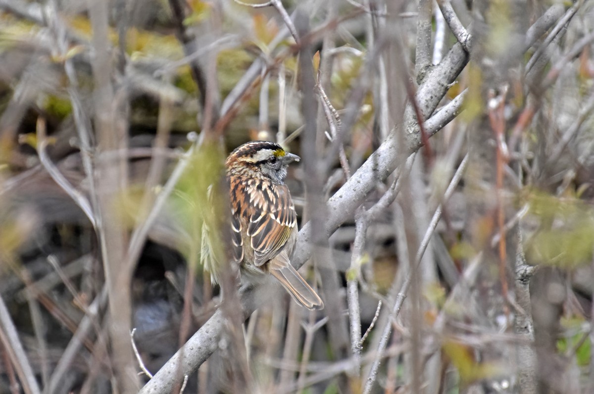 White-throated Sparrow - ML618099439