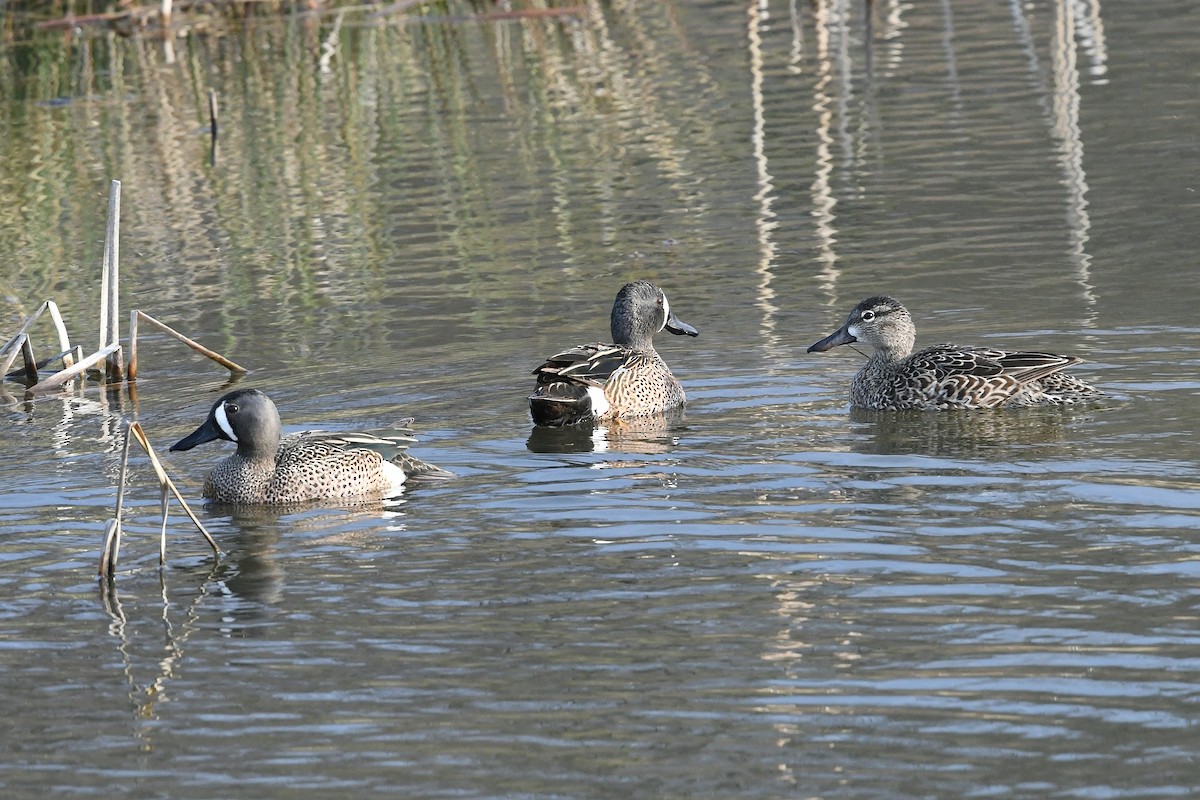 Blue-winged Teal - Gary Chapin