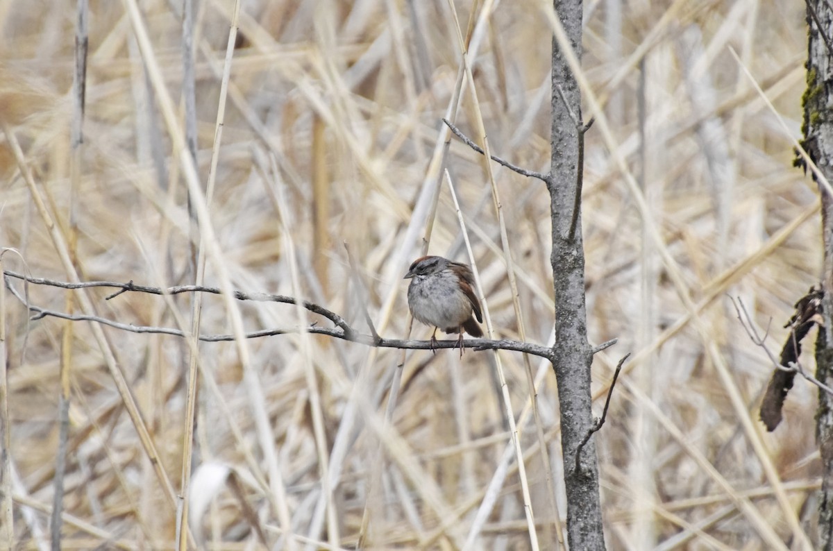 Swamp Sparrow - ML618099483