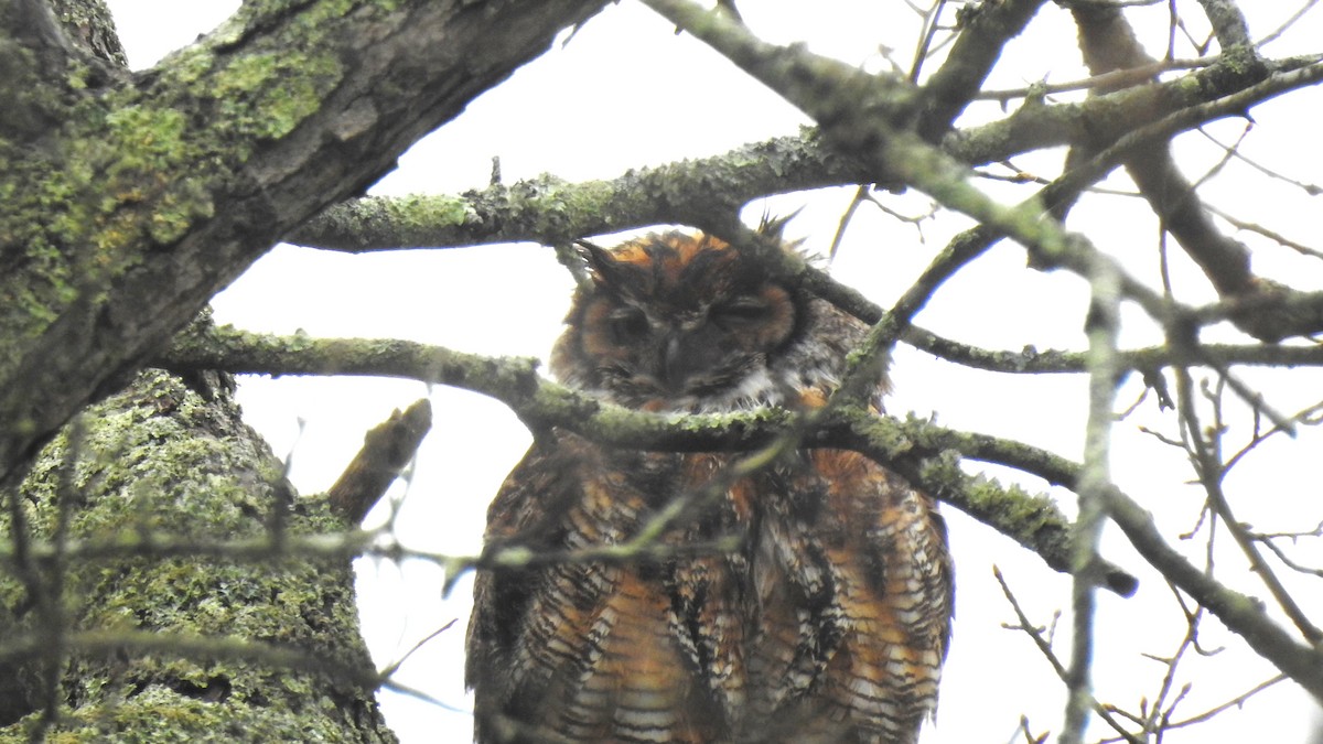 Great Horned Owl - ML618099489