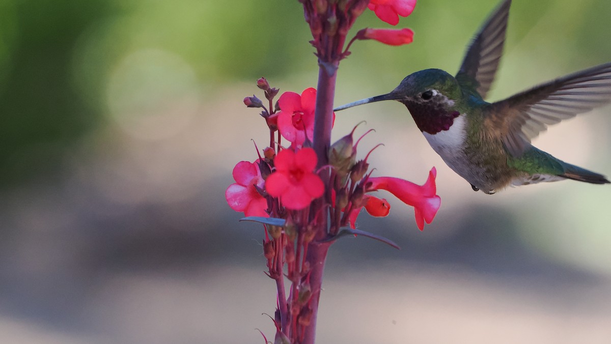 Broad-tailed Hummingbird - Mike Grant