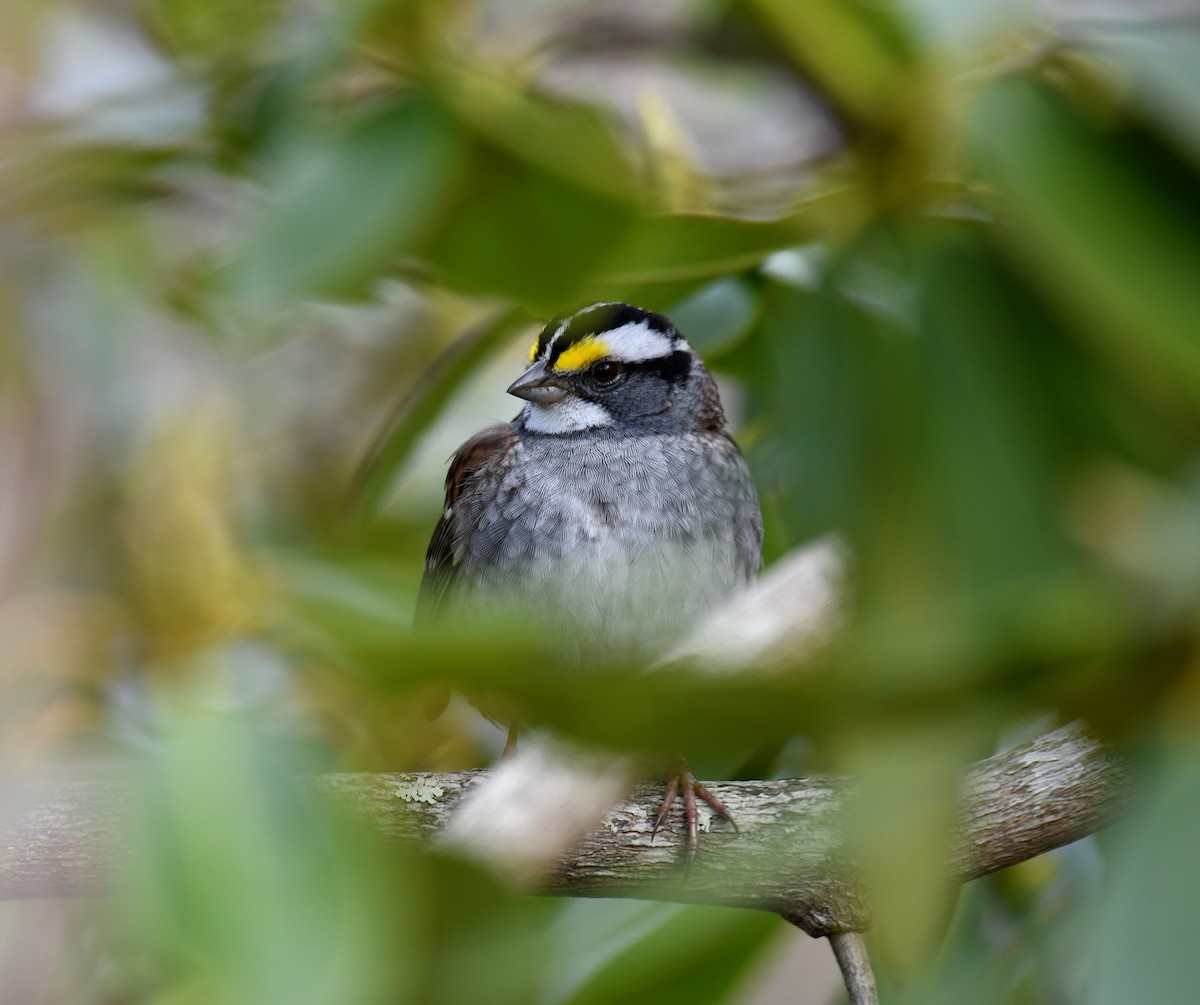 White-throated Sparrow - ML618099559