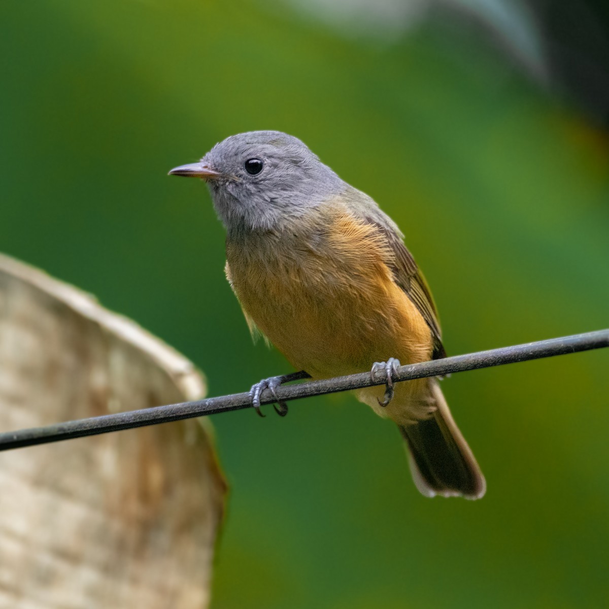 Gray-hooded Flycatcher - William Wallace Silva