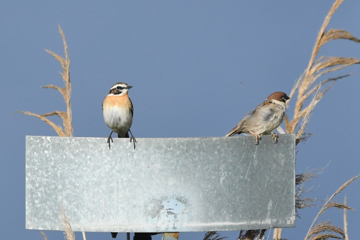 Whinchat - ML618099581