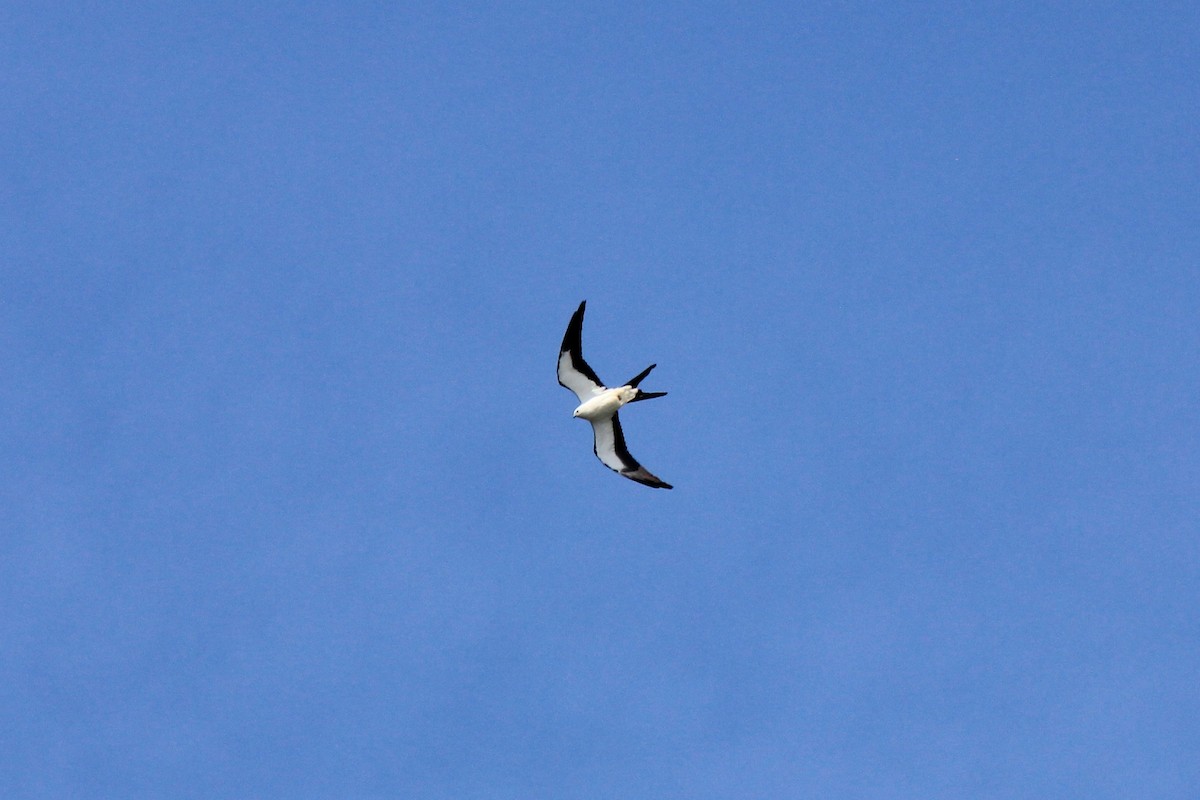 Swallow-tailed Kite - ML618099584