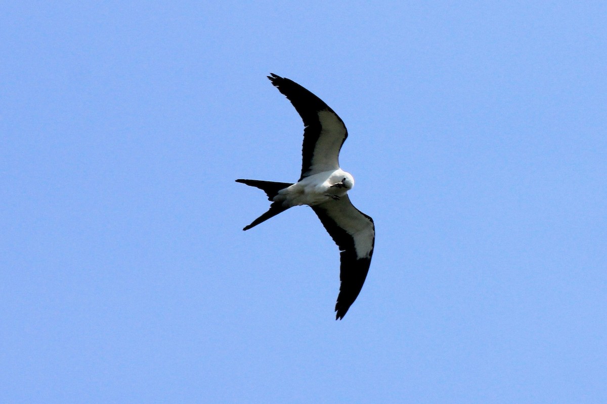 Swallow-tailed Kite - ML618099585