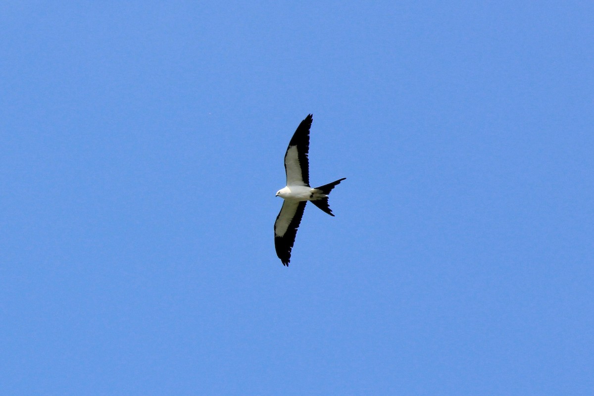 Swallow-tailed Kite - ML618099587