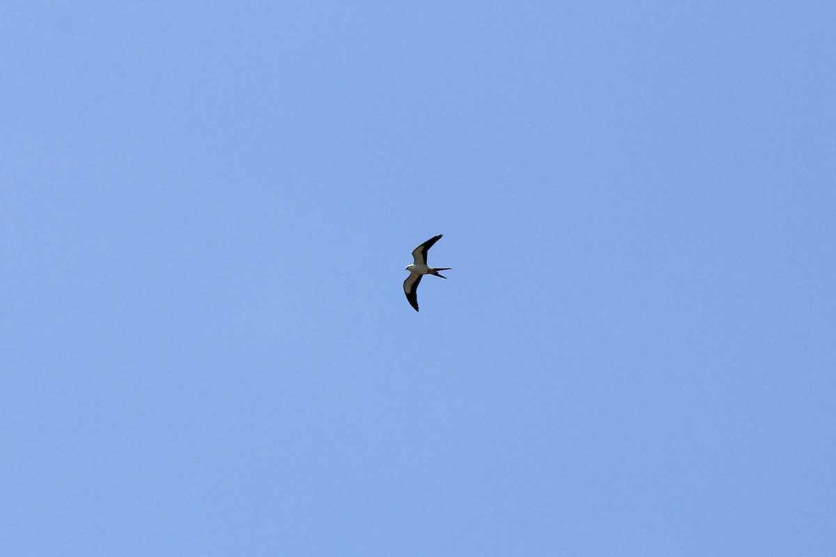 Swallow-tailed Kite - ML618099589