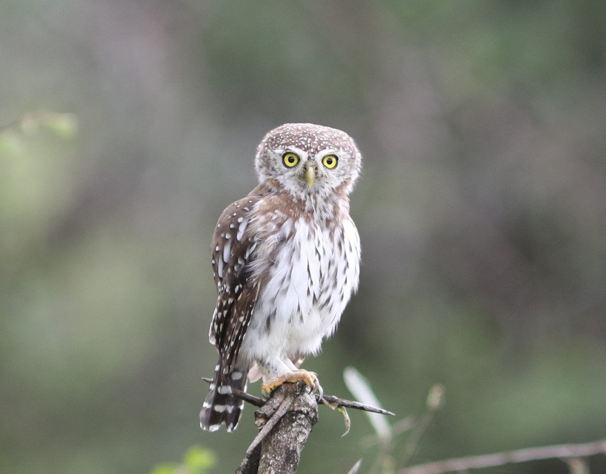 Pearl-spotted Owlet - ML618099598