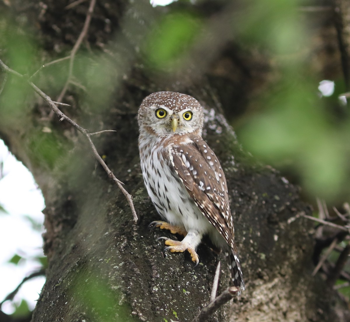 Pearl-spotted Owlet - ML618099600