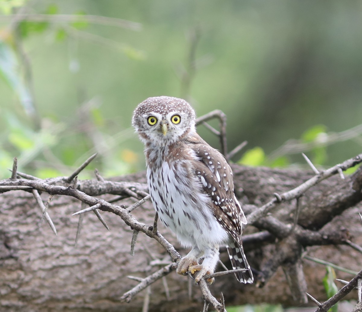 Pearl-spotted Owlet - ML618099601