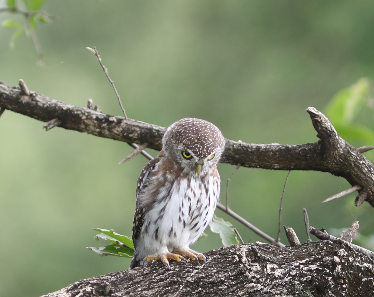Pearl-spotted Owlet - ML618099602