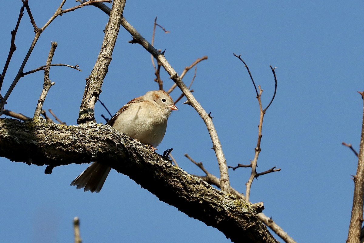 Field Sparrow - Justin Della Mora Duquette
