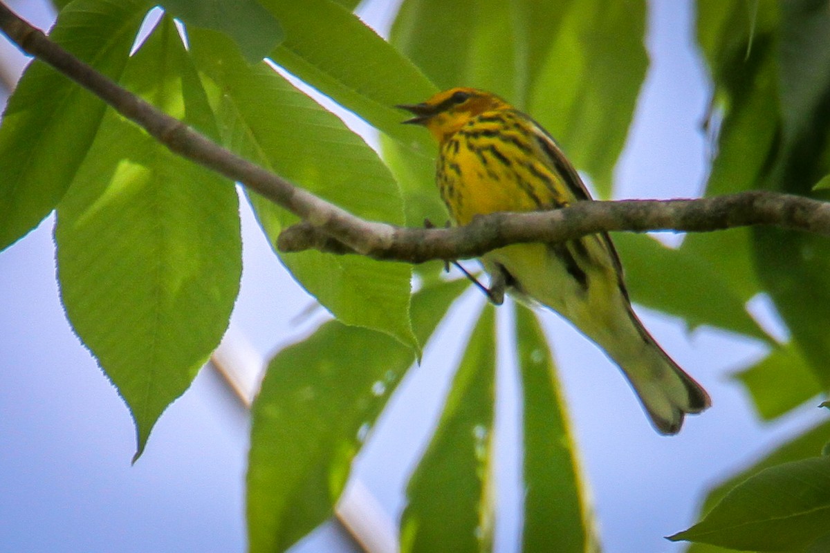 Cape May Warbler - Denise Hargrove