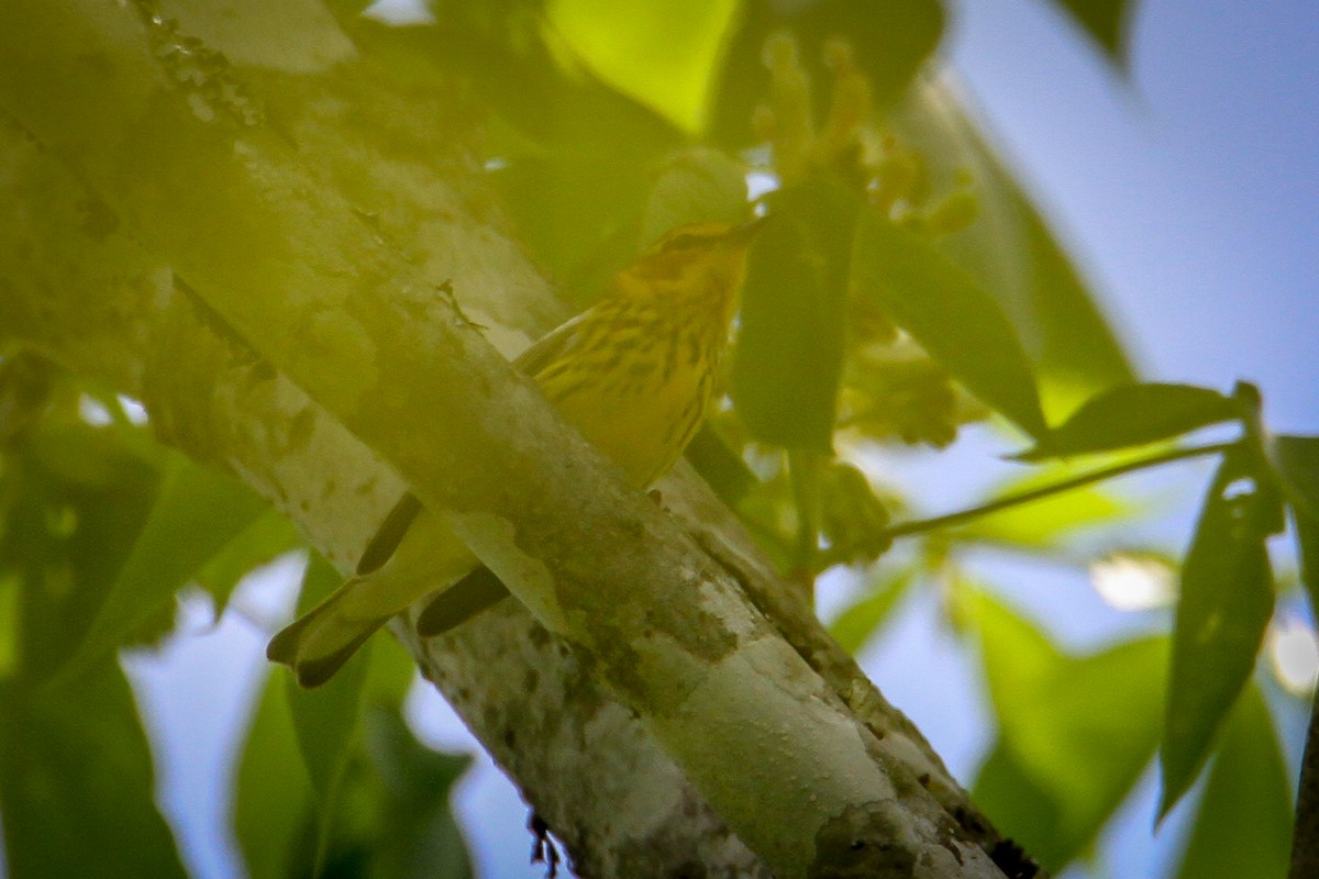 Cape May Warbler - Denise Hargrove