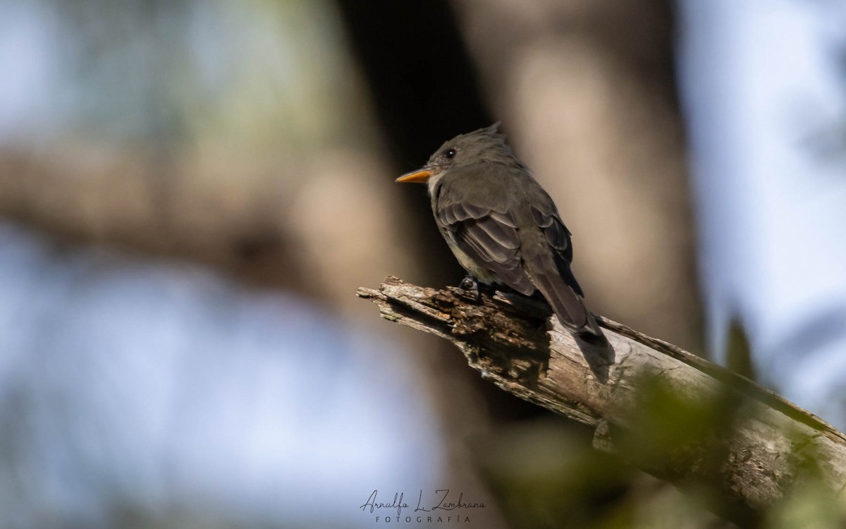 Greater Pewee - ML618099638