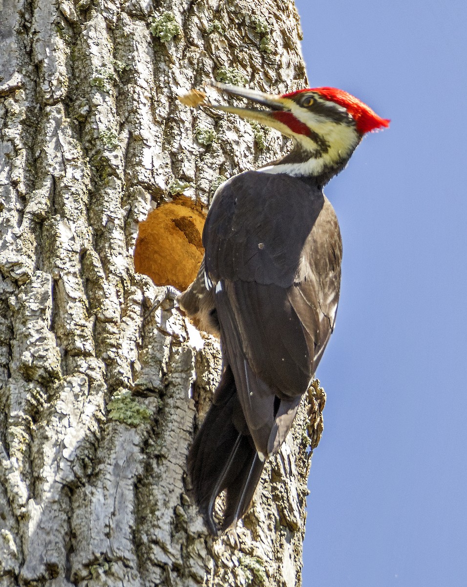 Pileated Woodpecker - Ken  Czworka