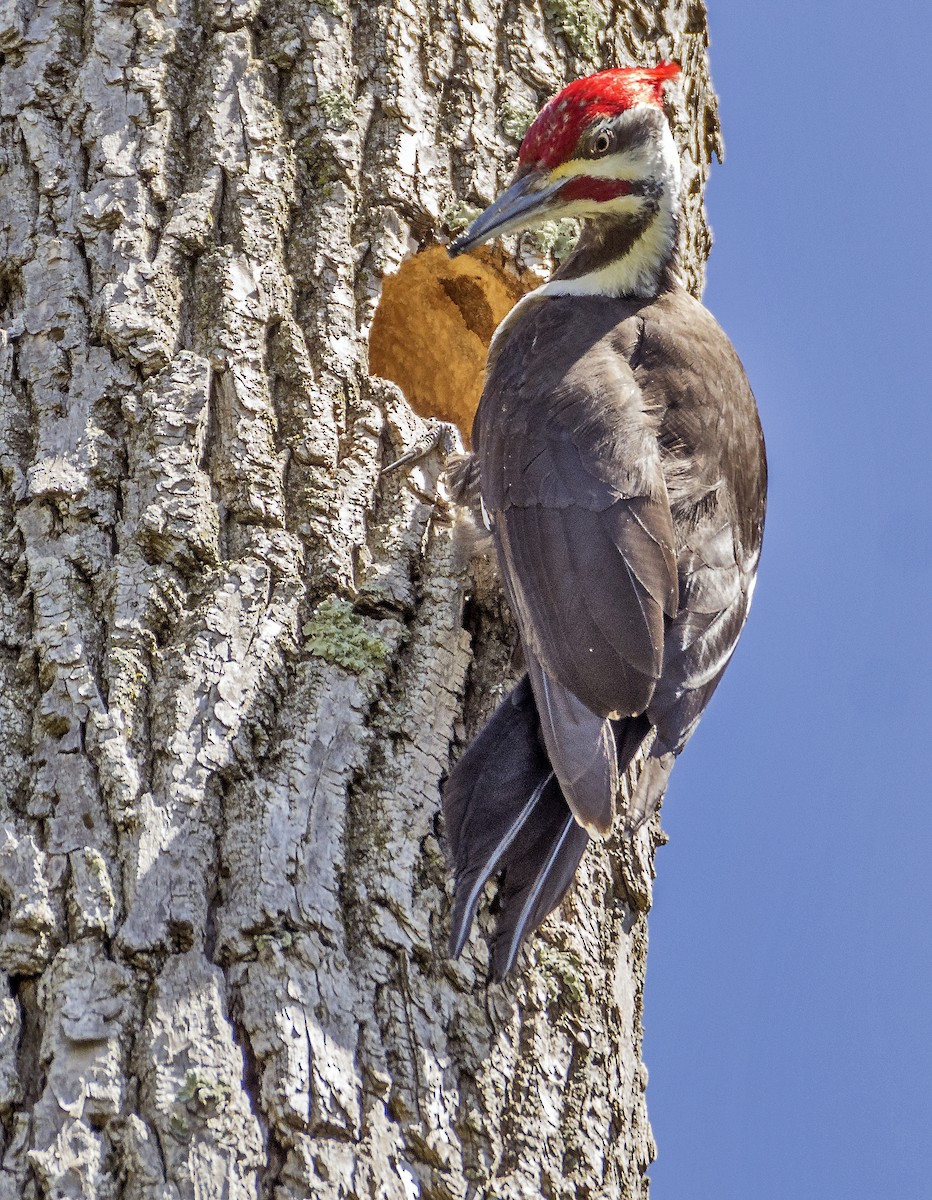 Pileated Woodpecker - ML618099660