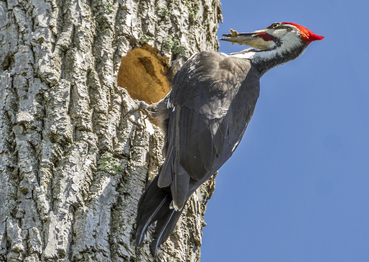 Pileated Woodpecker - ML618099662