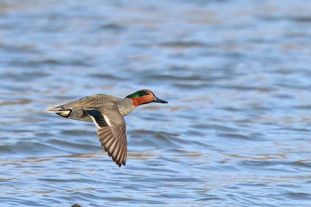 Green-winged Teal - ML618099715