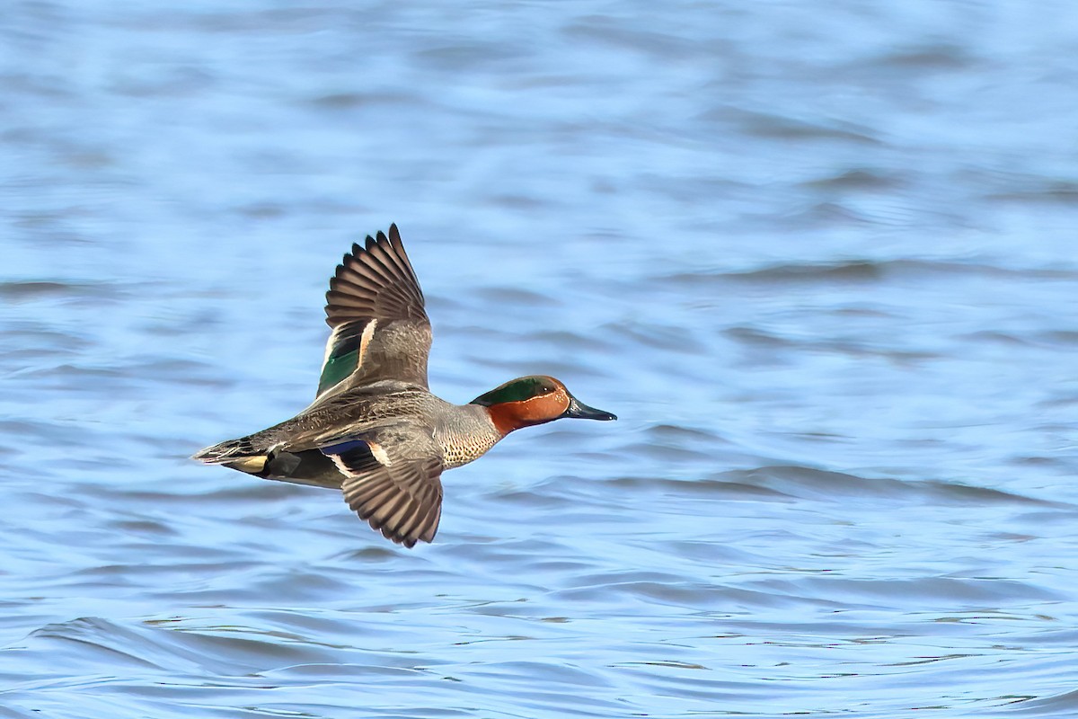Green-winged Teal - ML618099716