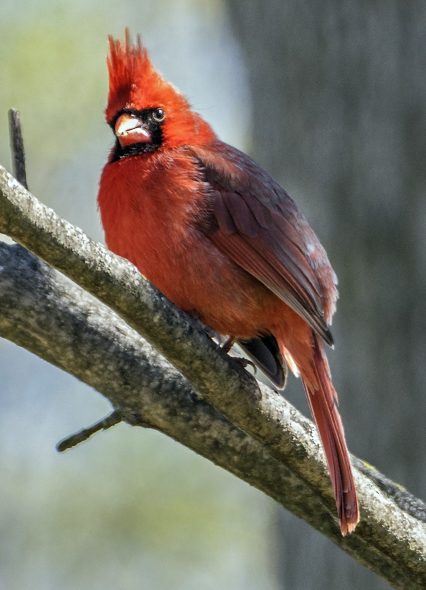 Northern Cardinal - Ken  Czworka