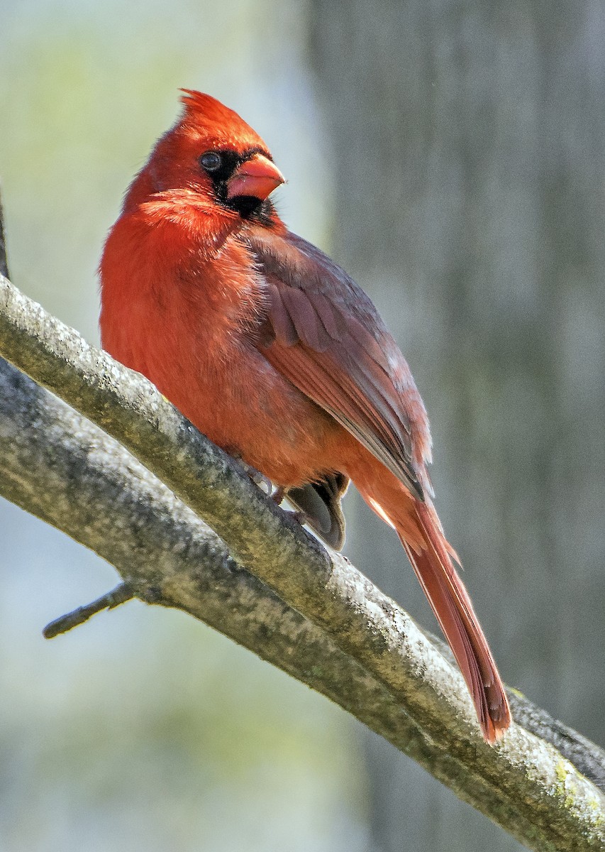 Northern Cardinal - Ken  Czworka