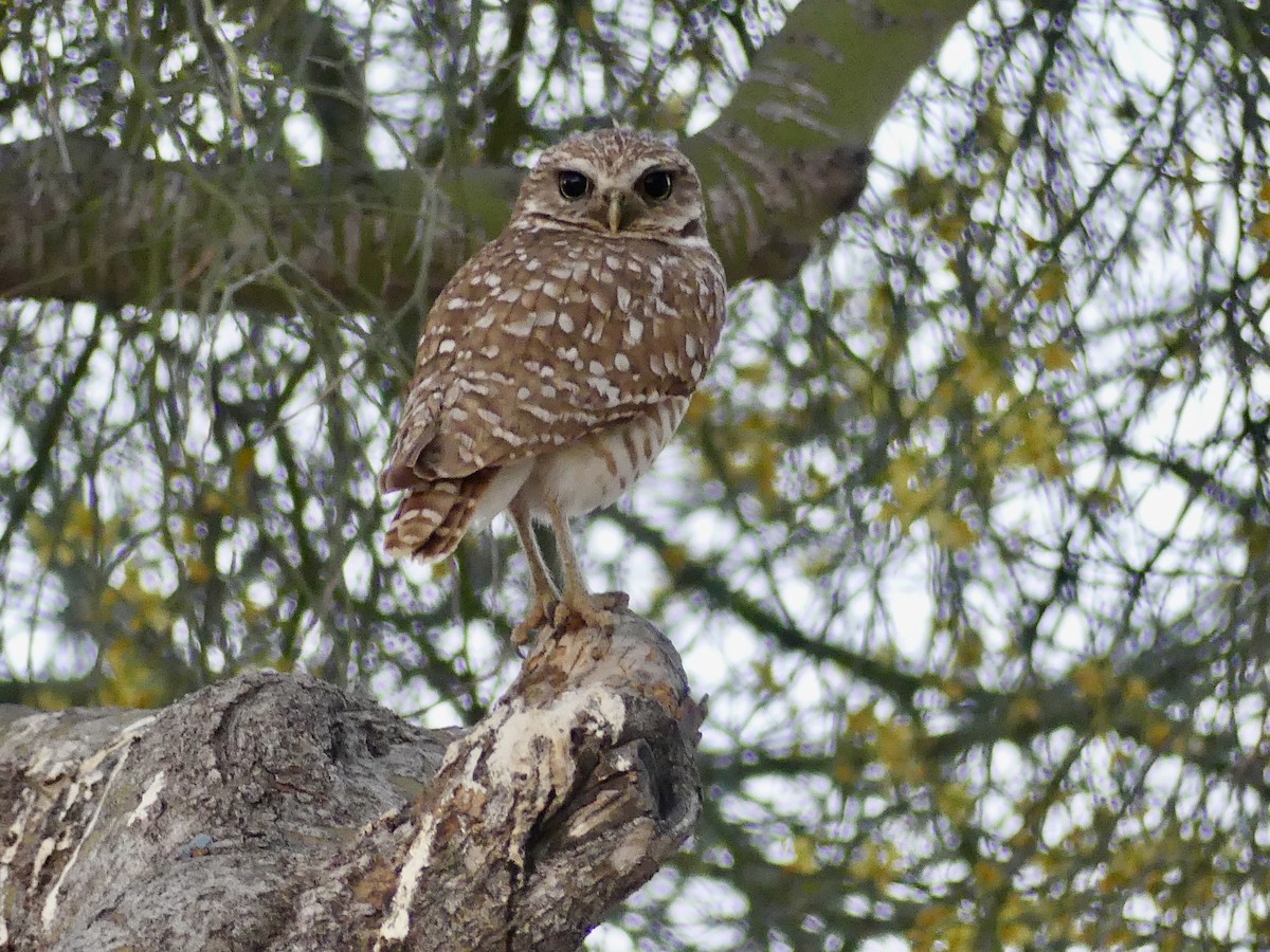 Burrowing Owl - ML618099745
