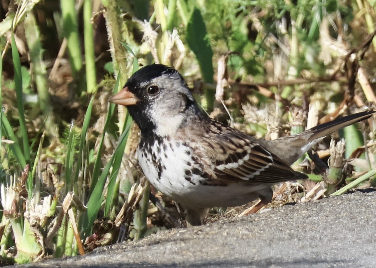 Harris's Sparrow - ML618099765