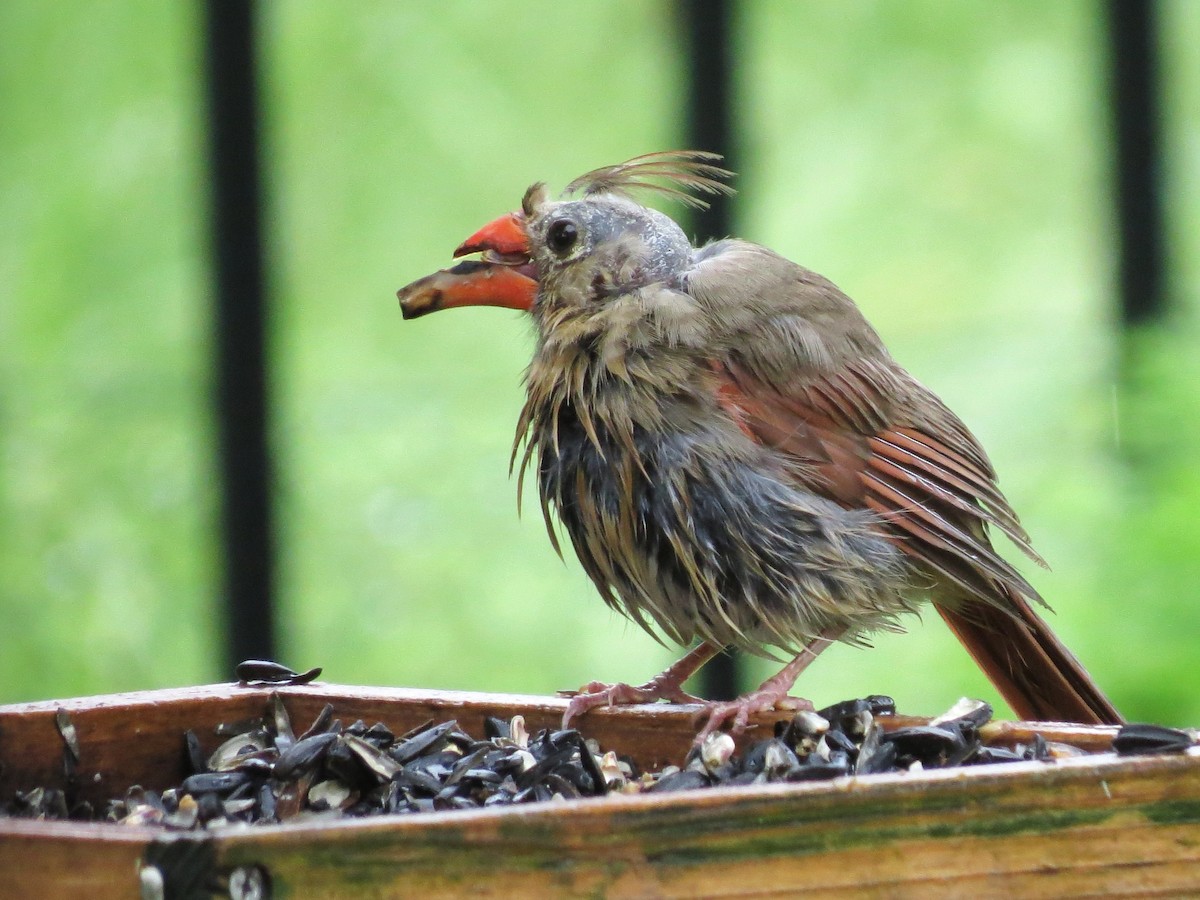 Northern Cardinal - Timothy Fennell