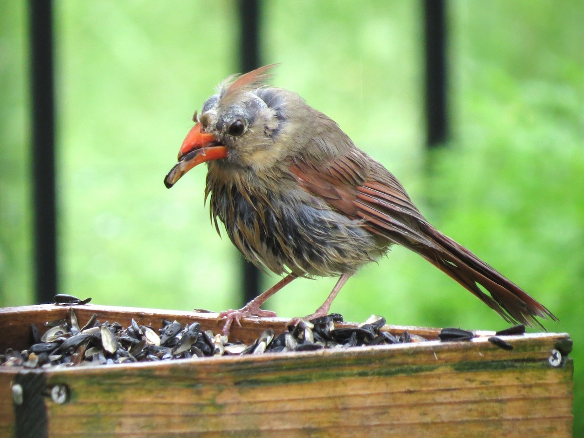 Northern Cardinal - Timothy Fennell