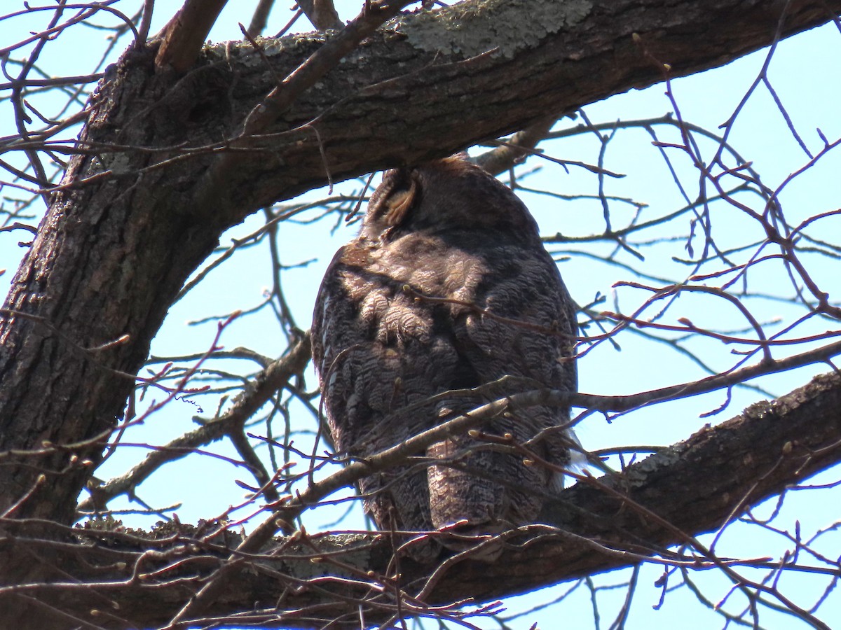 Great Horned Owl - ML618099811
