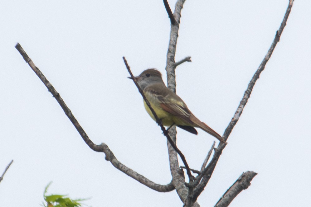 Great Crested Flycatcher - ML618099884