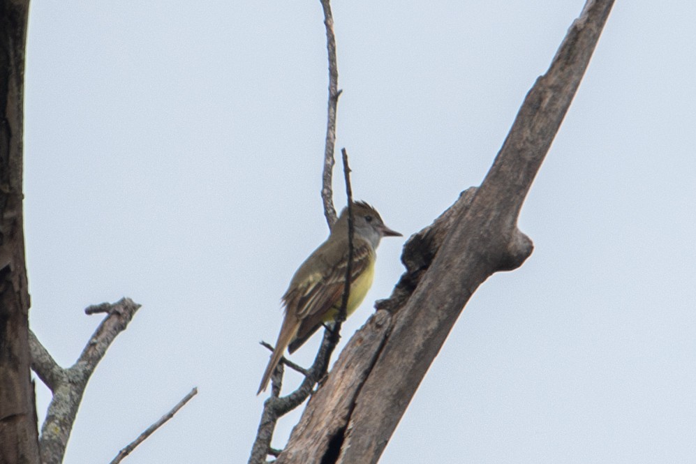 Great Crested Flycatcher - ML618099899
