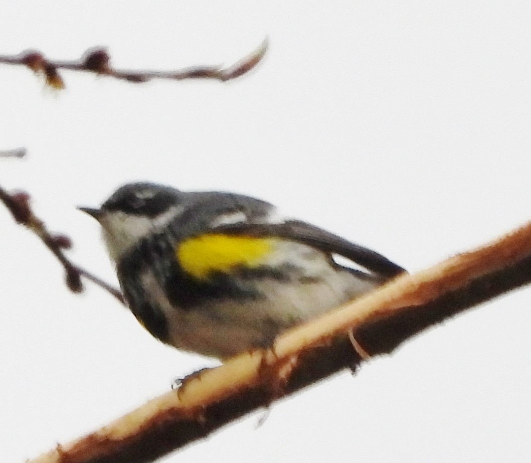 Yellow-rumped Warbler - ML618099951