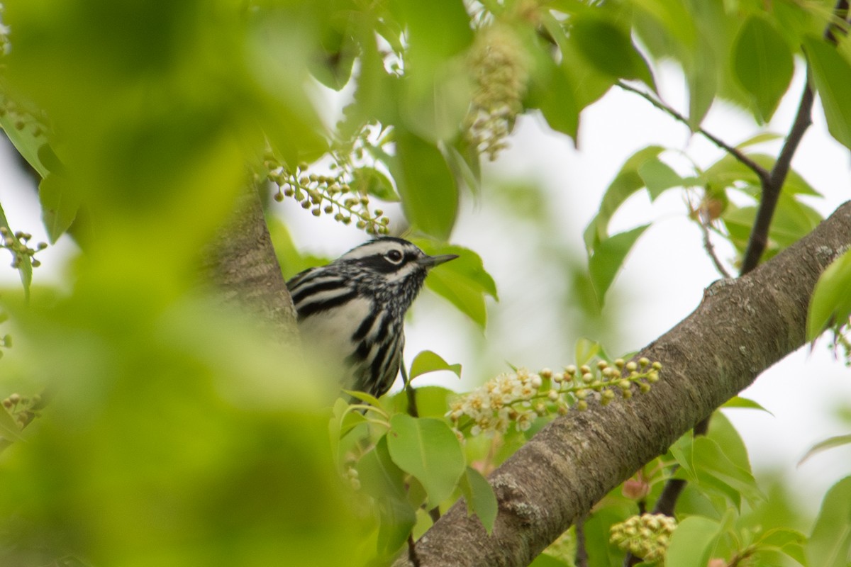 Black-and-white Warbler - ML618099972