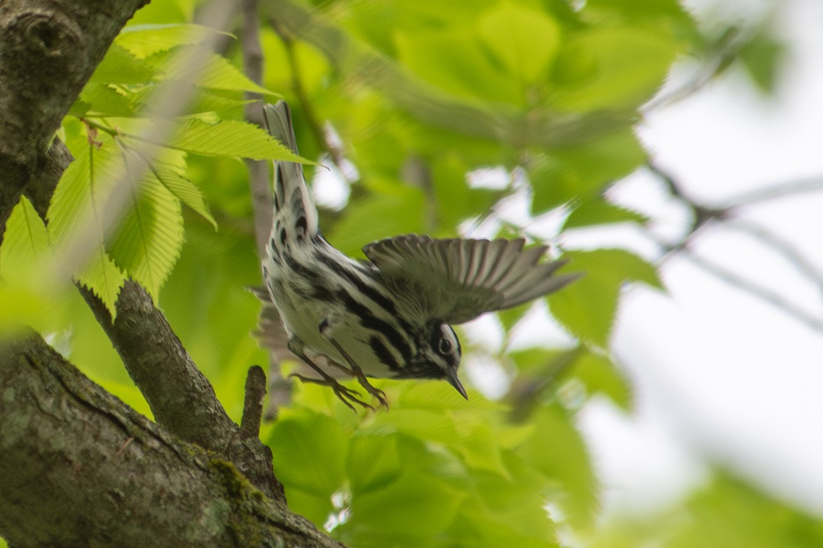 Black-and-white Warbler - ML618099988