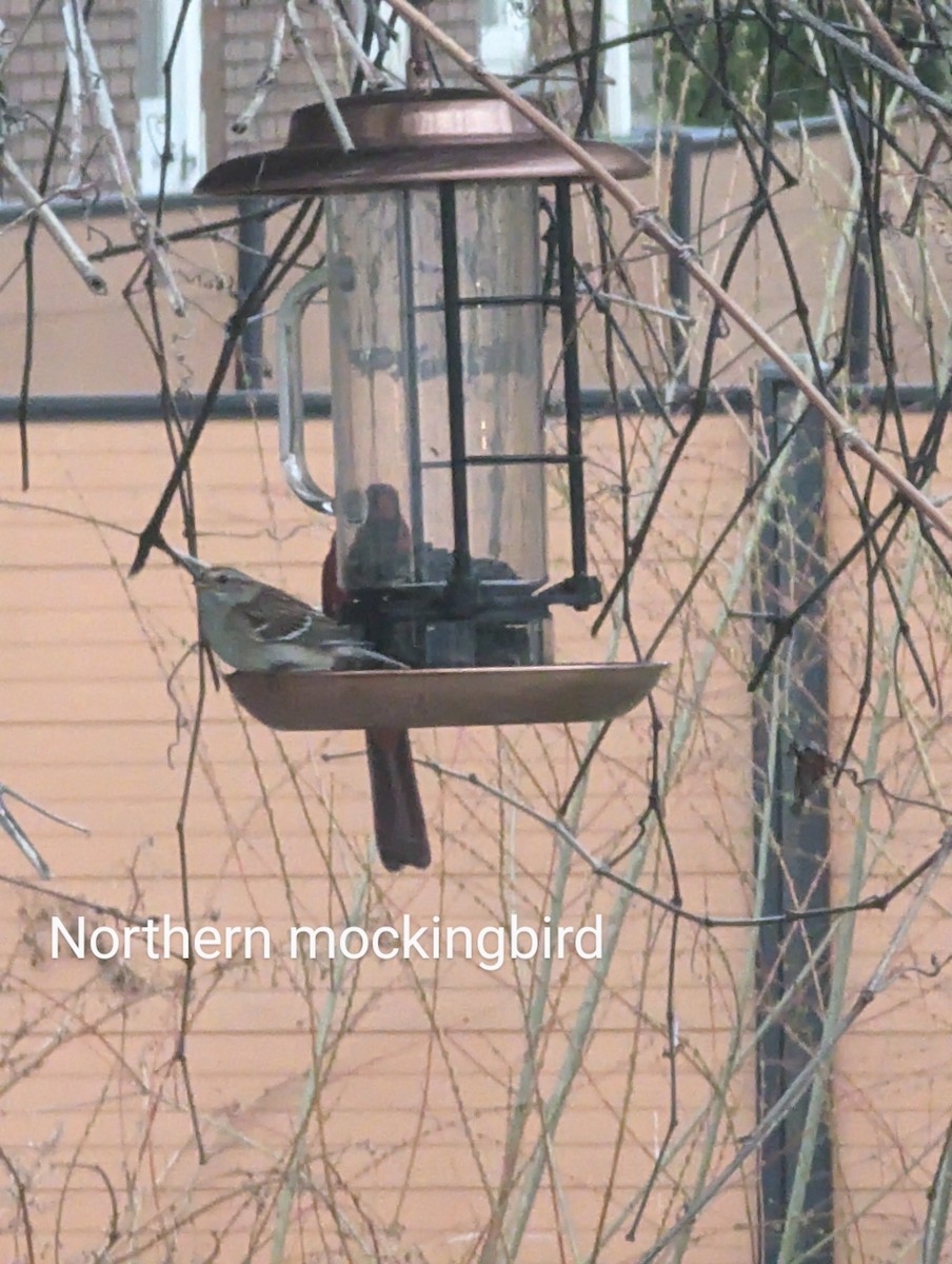 Northern Mockingbird - Anonymous