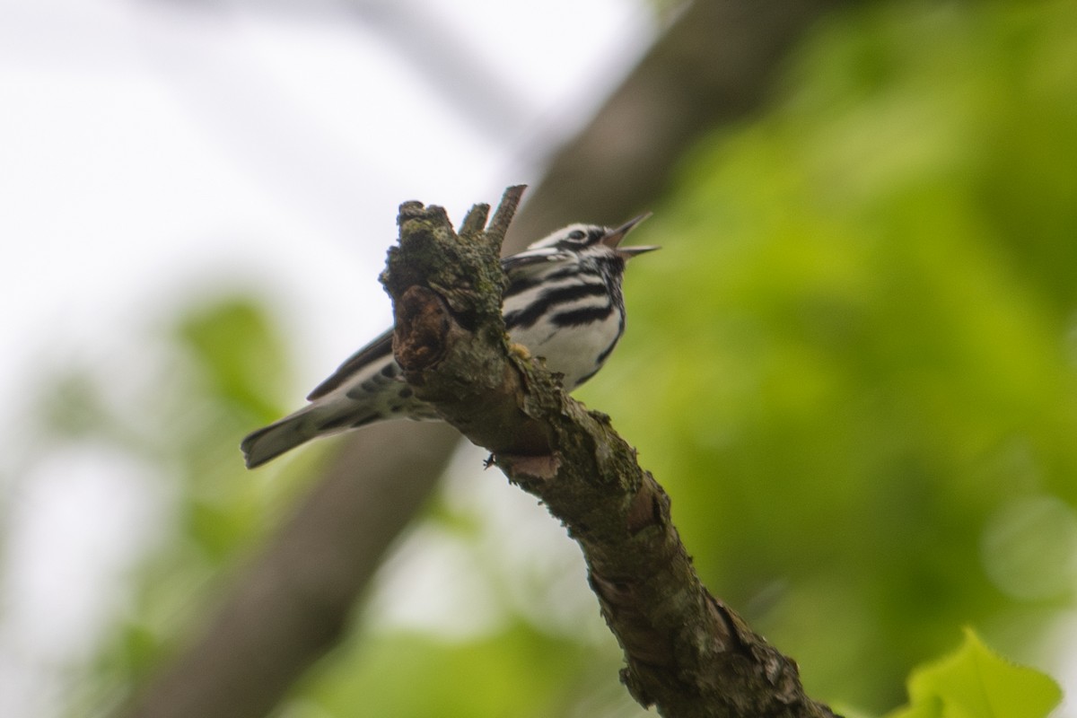 Black-and-white Warbler - ML618099997