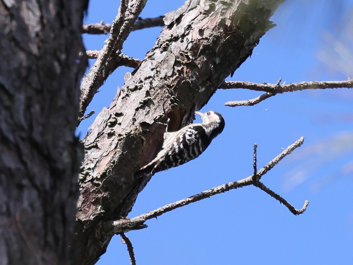 Gray-capped Pygmy Woodpecker - ML618100031