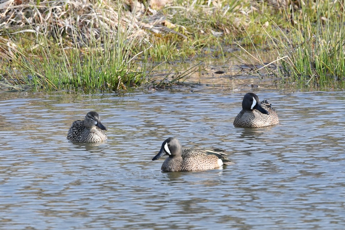 Blue-winged Teal - ML618100056