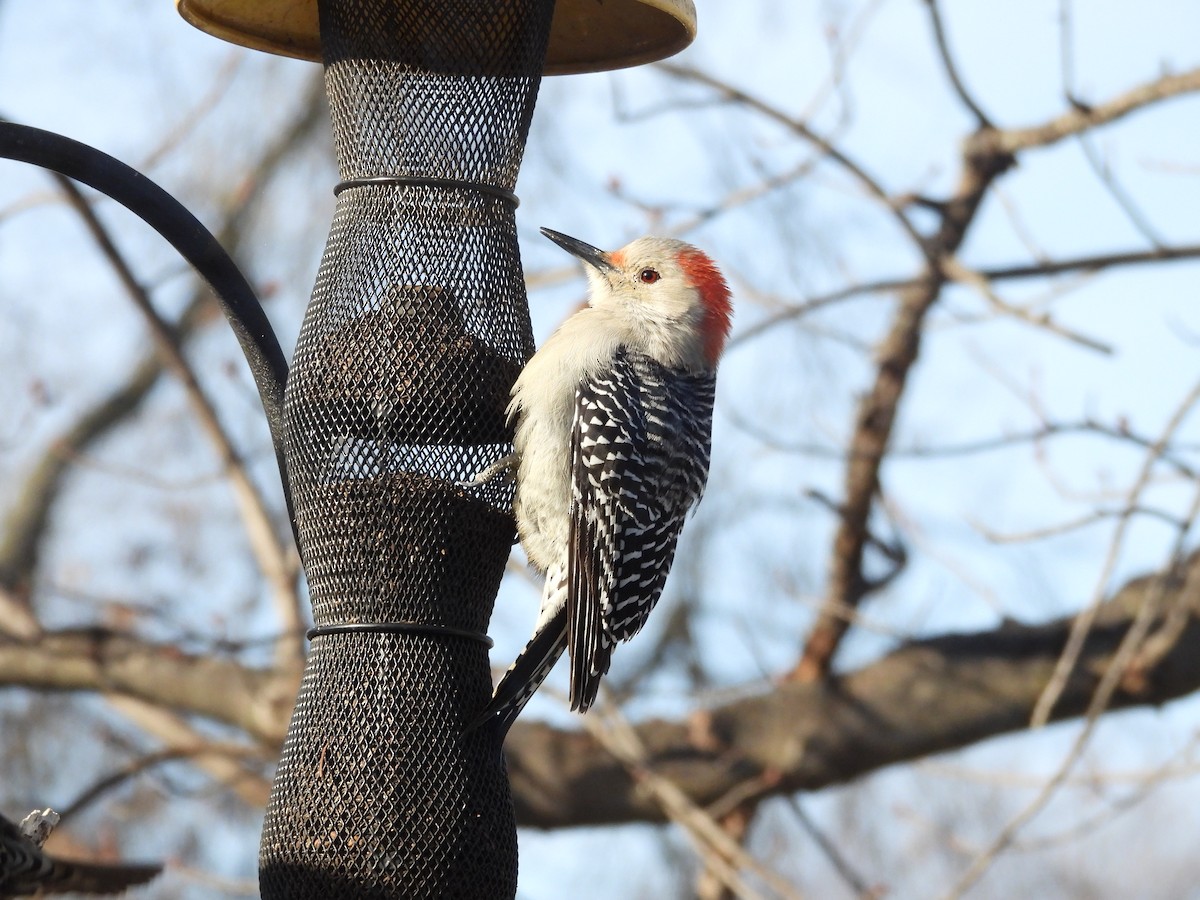 Red-bellied Woodpecker - Leann Henderson