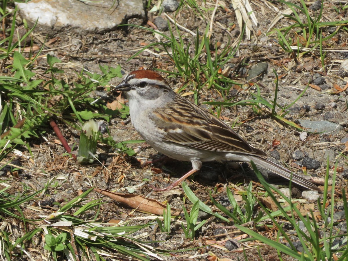 Chipping Sparrow - Deb Caron